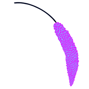 flor-3